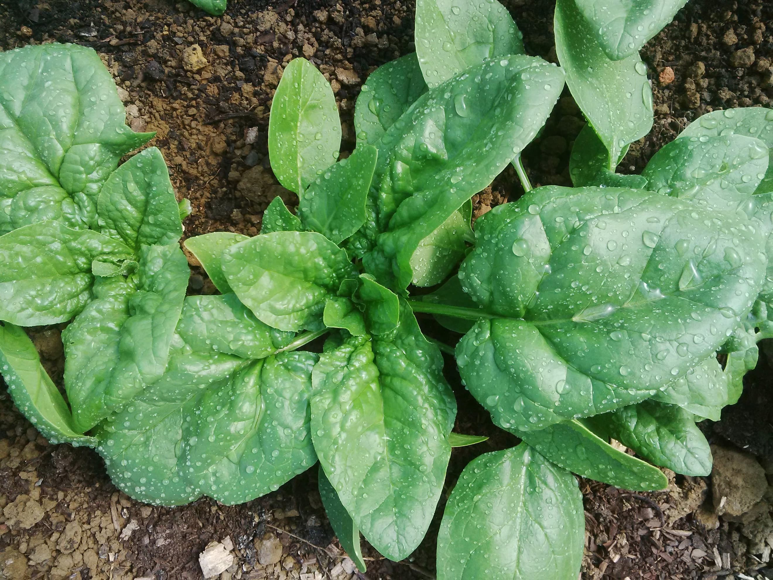 Spinach (true) 180g