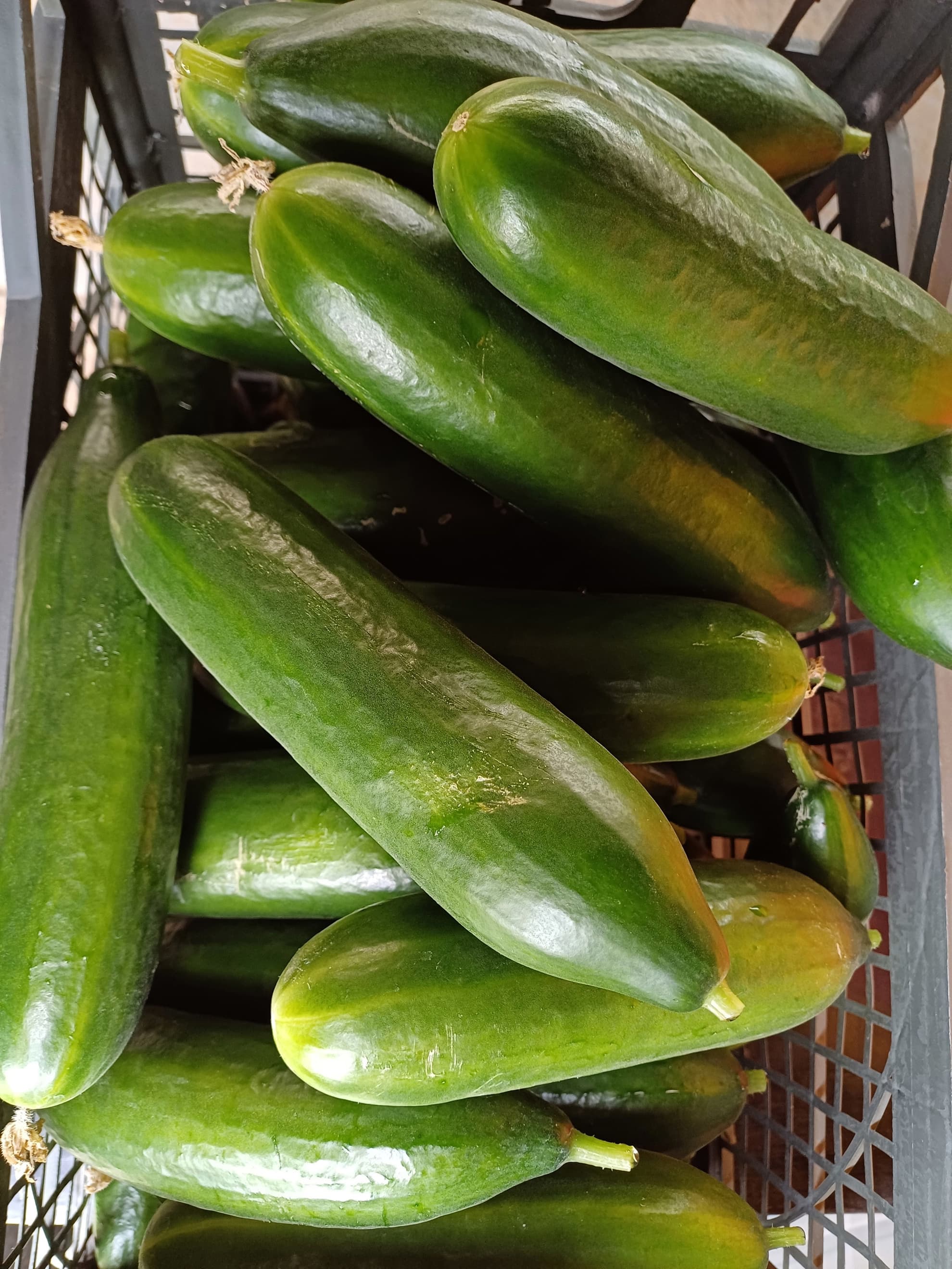 Cucumber