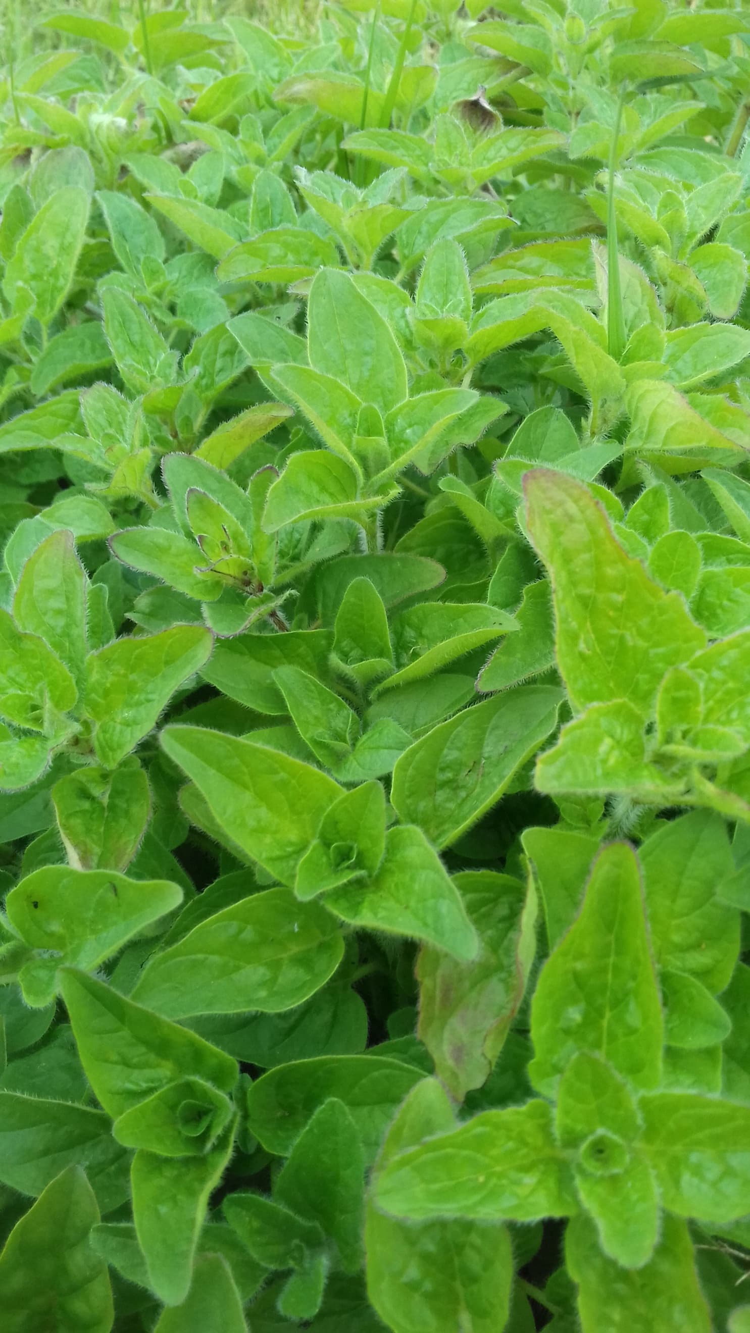 Oregano 40g