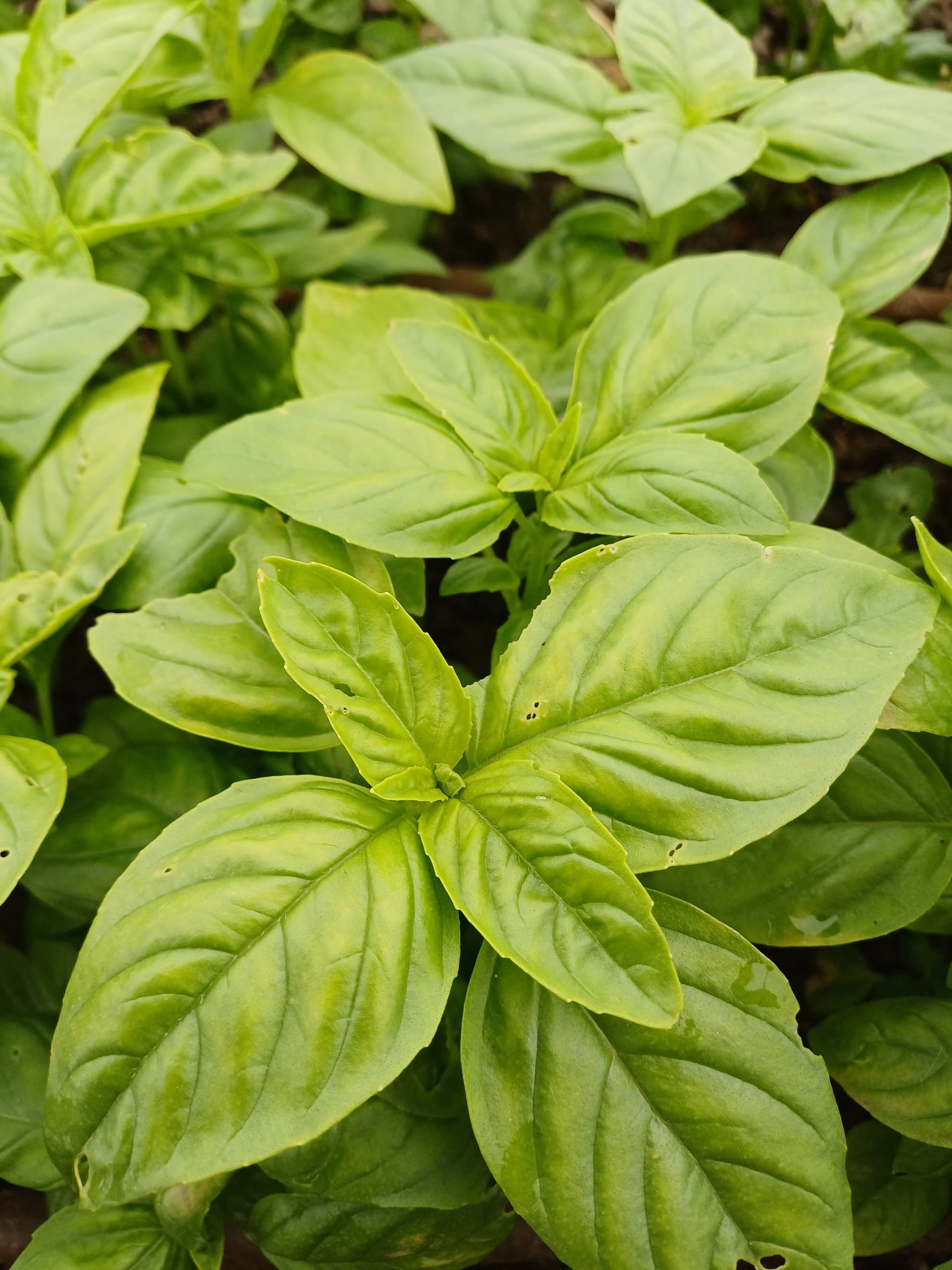 Basil 40g