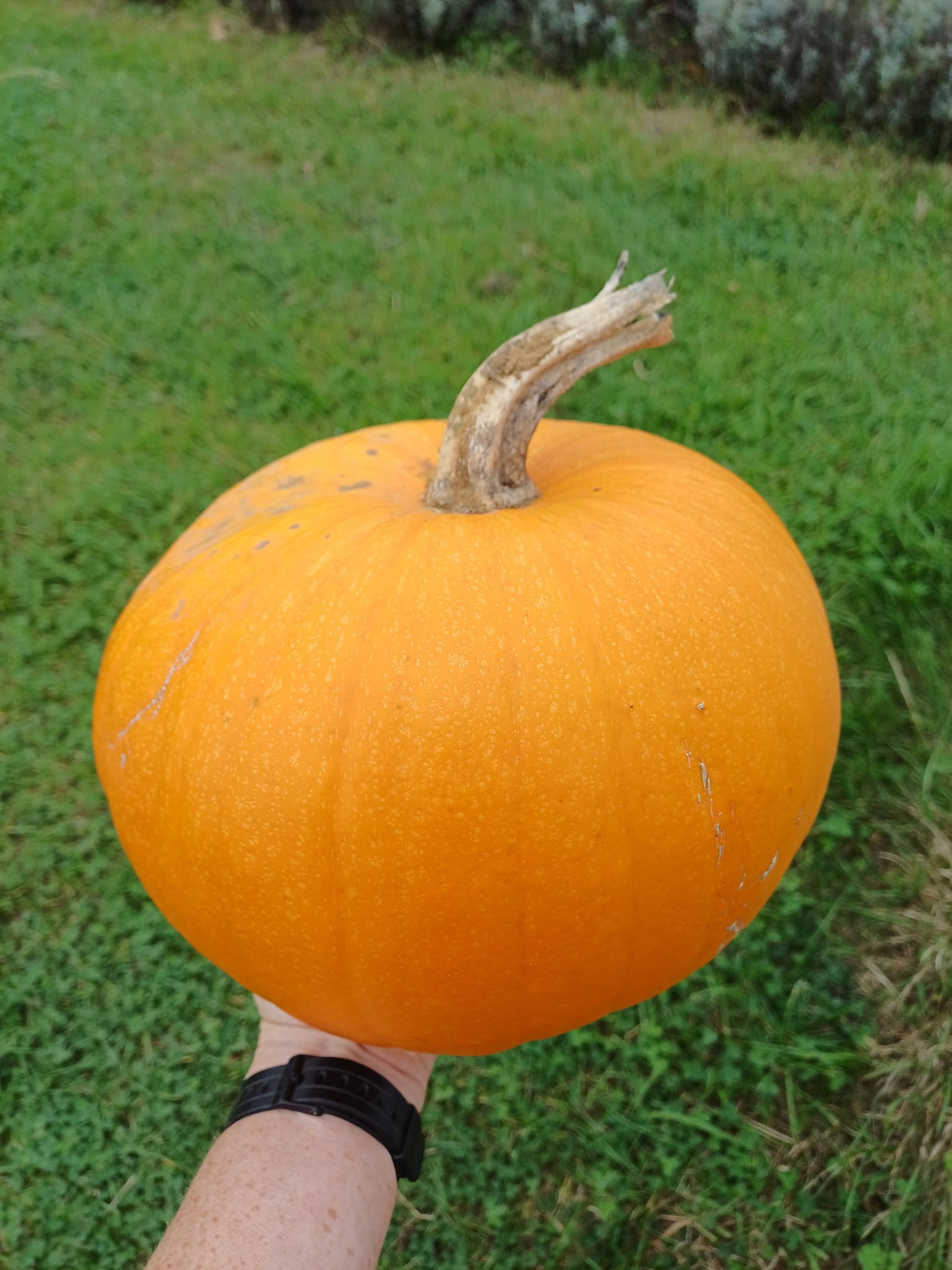 Pumpkin large