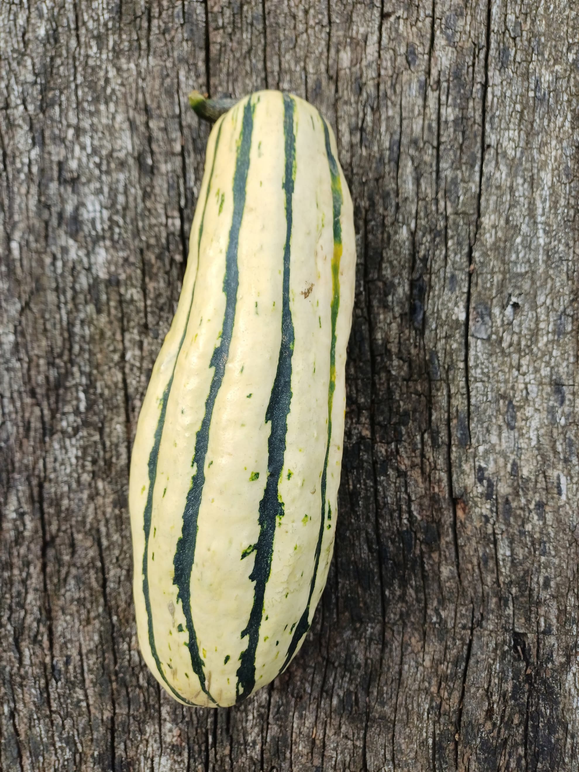 Squash Delicata