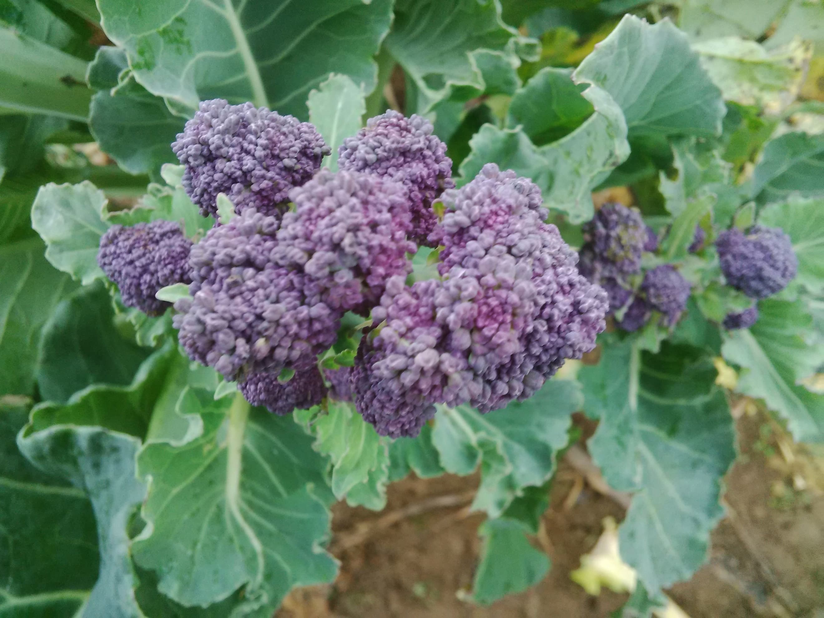 Purple Sprouting Broccoli 325g