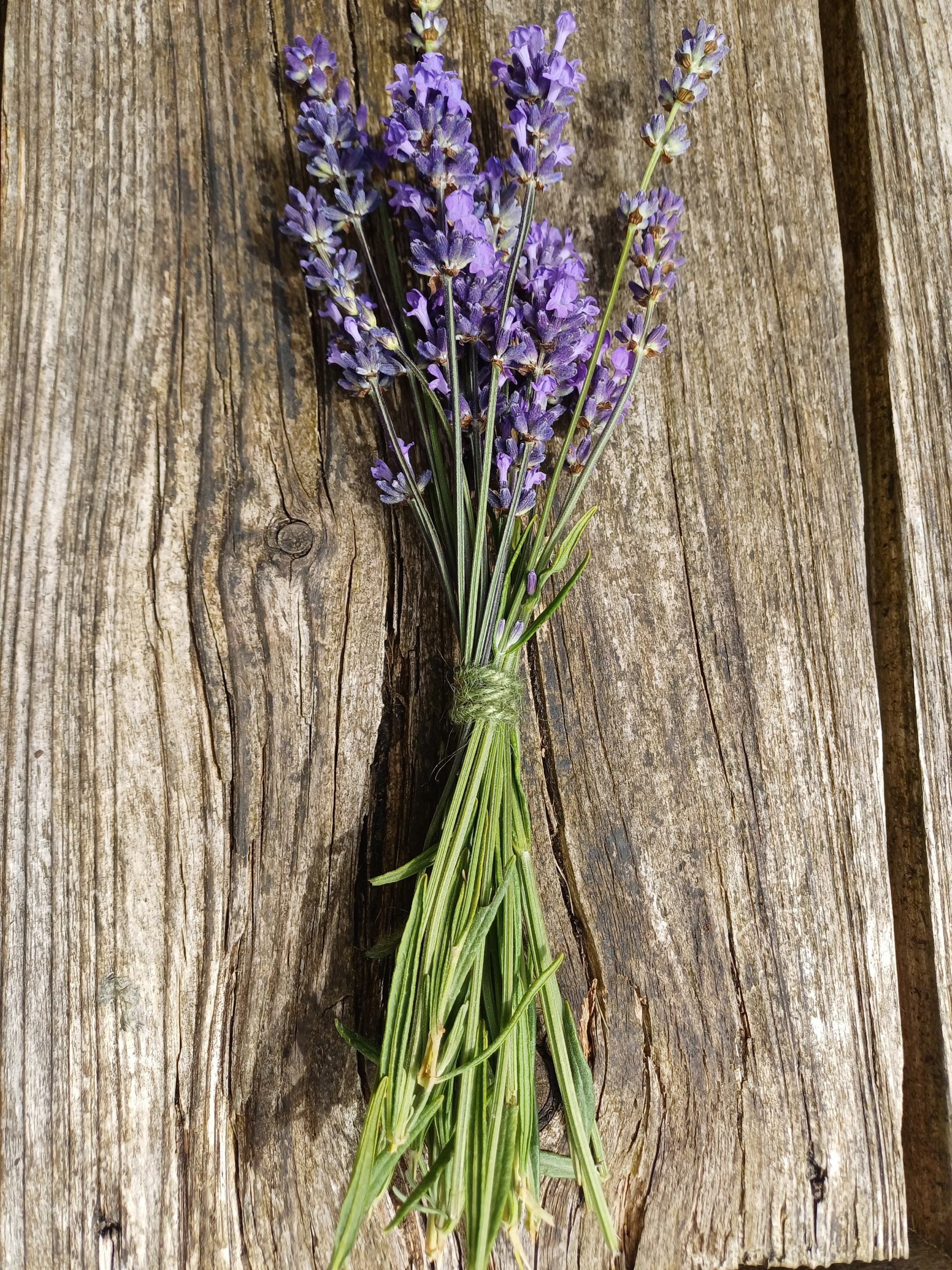 Lavender posy